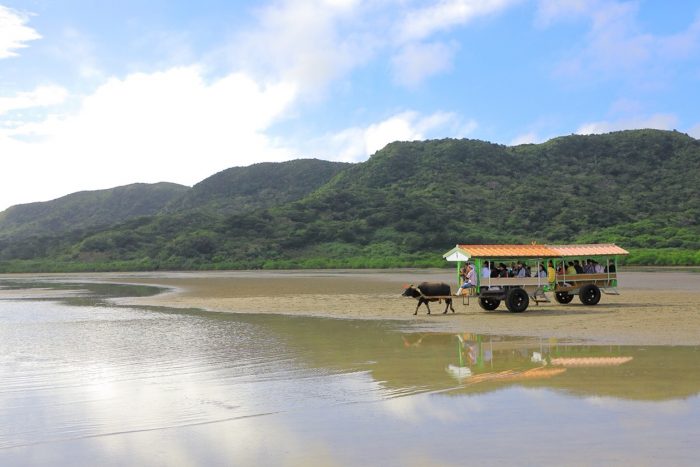 牛車で移動する沖縄の風景
