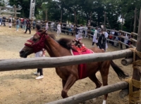 柵の中で颯爽と走る茶色い馬