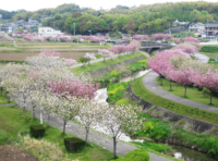 八重桜がきれいな東浦町